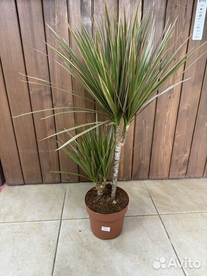 Драцена Биколор 2 ствола