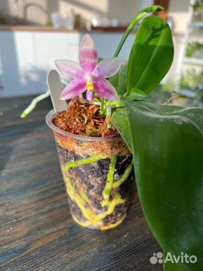 Орхидея фаленопсис