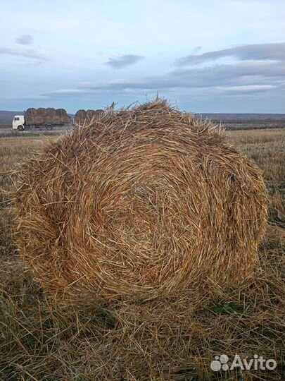 Сено в рулонах и овсяная солома, овес в мешках