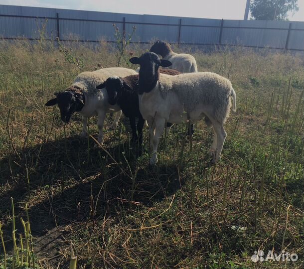 Баран Дорпер