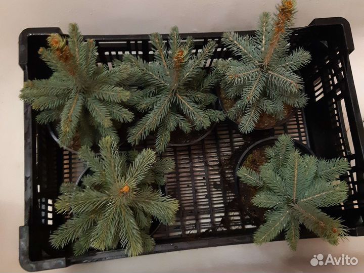 Ель голубая глаука