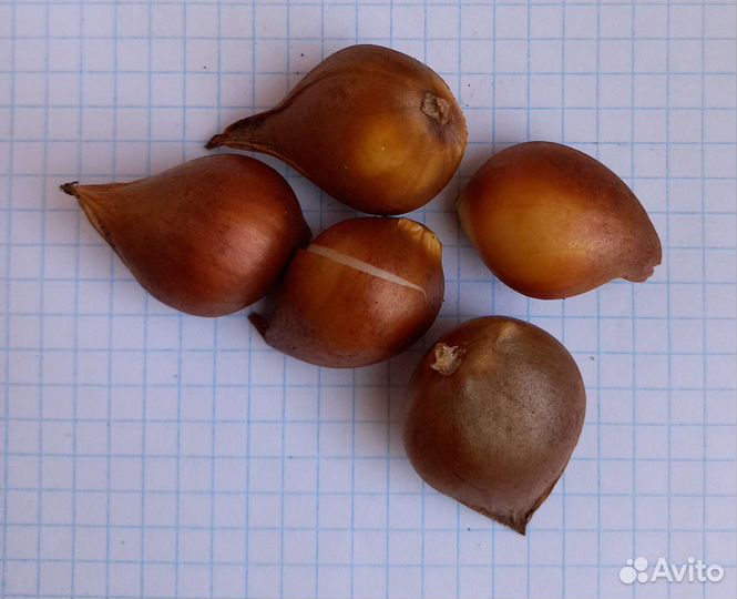 Луковицы тюльпанов