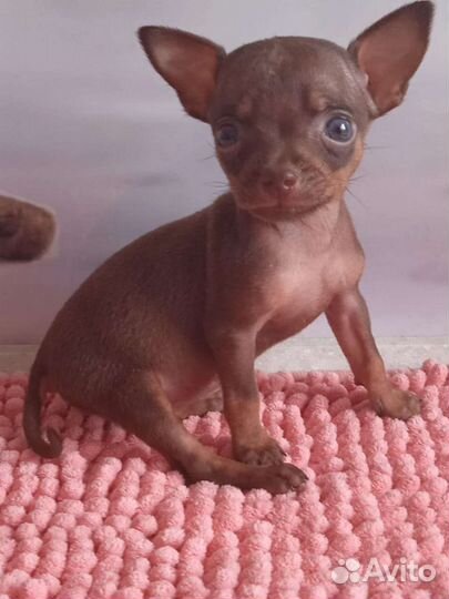 Мини той-терьер