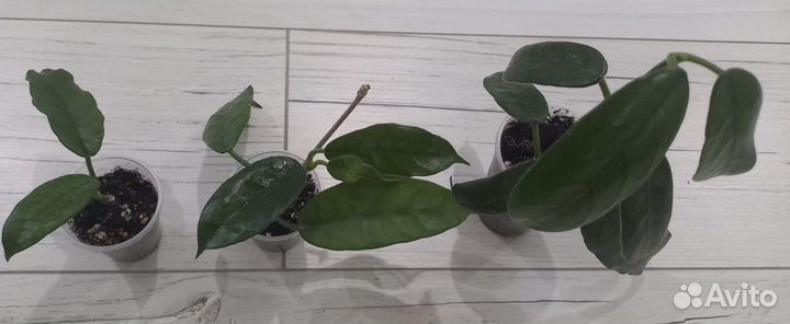 Хойя разные