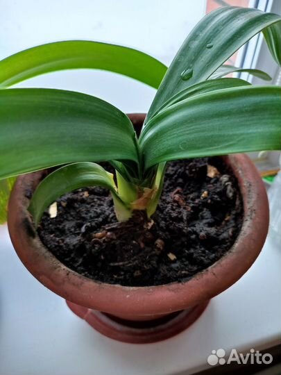 Комнатные растения цветы