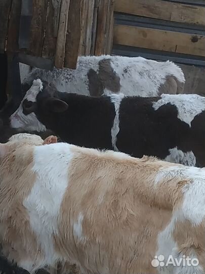 Продажа телят