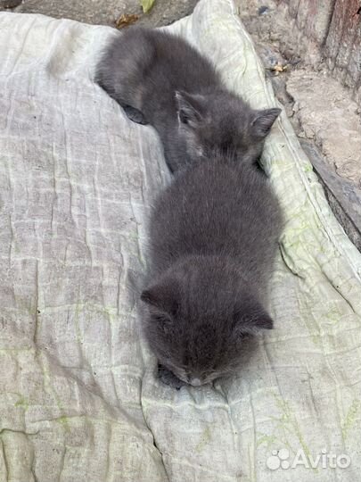 Котята бесплатно