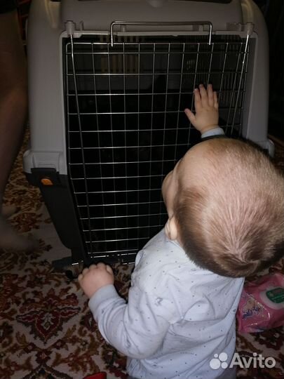 Продаётся переноска для авиаперелетов