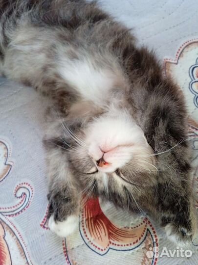 Котенок девочка в дар