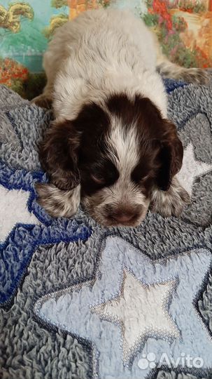 Собаки кокер спаниель