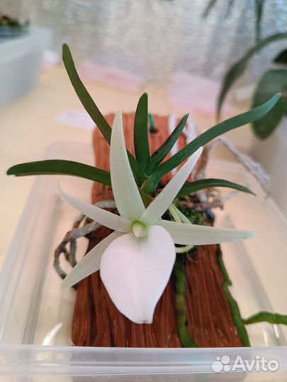 Angraecum Didieri Ангрекум