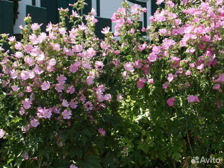 Многолетники садовые, цветы 3