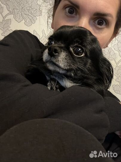 Вязка кобель чихуахуа