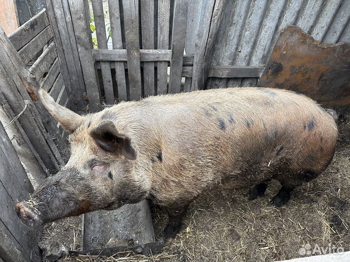 Хряк на племя