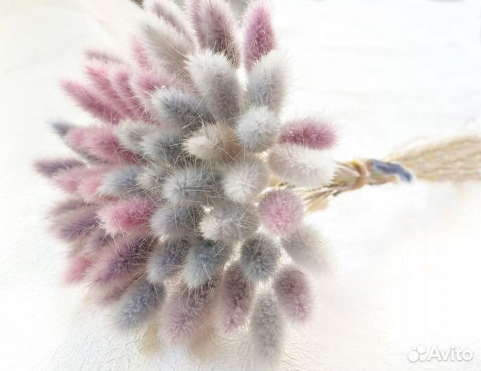 Лагурус лилово-голубой сухоцвет