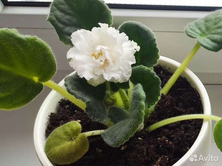 Фиалка в горшках