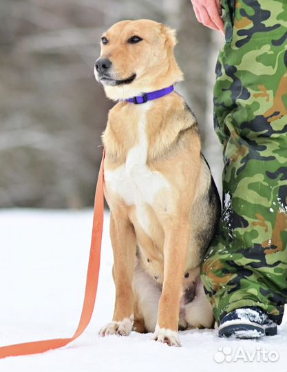 Собака в добрые руки отдам бесплатно
