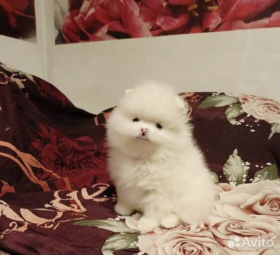 Щенки шпица