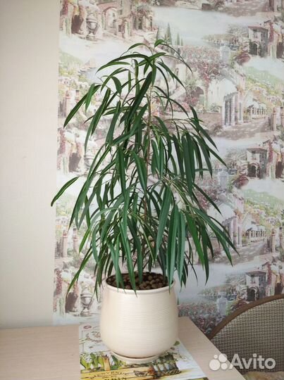 Продам цветы комнатные