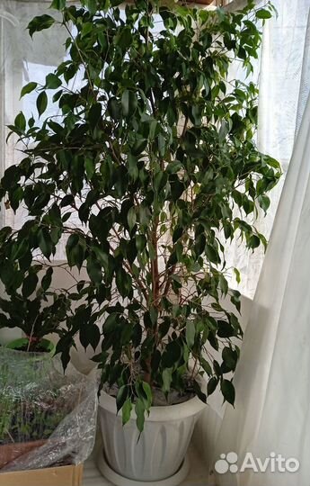 Фикус бенджамина большой