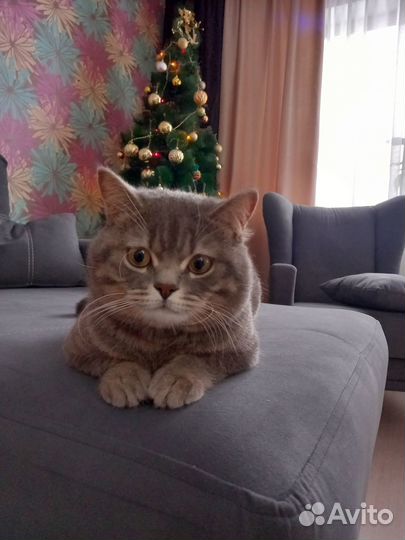 Отдам кота в добрые руки