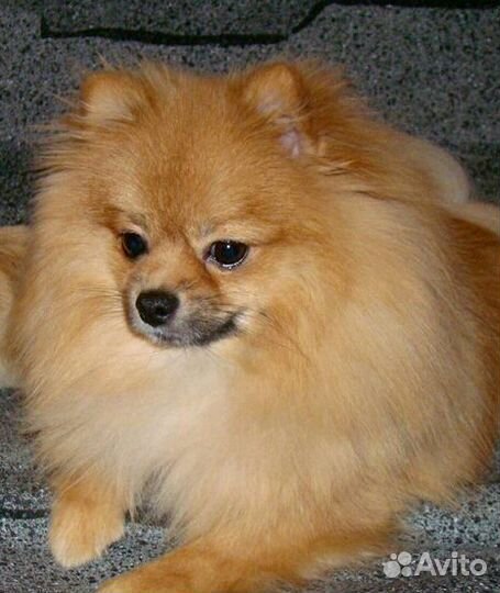 Щенки рыжий и бело-рыжий и взрослый рыжий шпиц