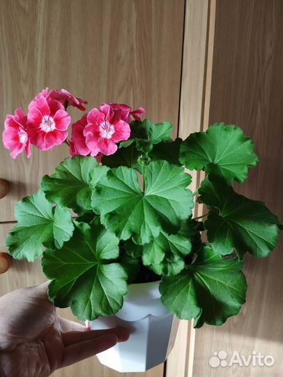 Пеларгония