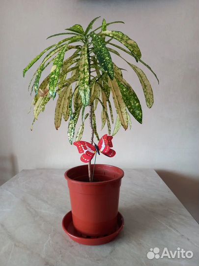 Кодиеум кротон