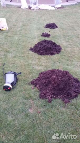 Уничтожение клопов и тараканов борщевика запахов