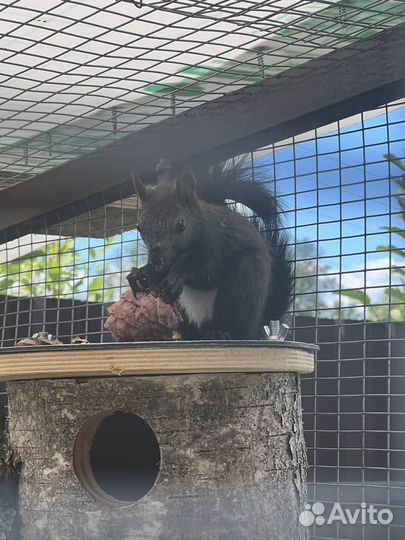 Маньчжурская (черная) белка