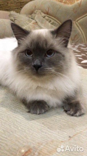 Невский маскарадный кот вязка