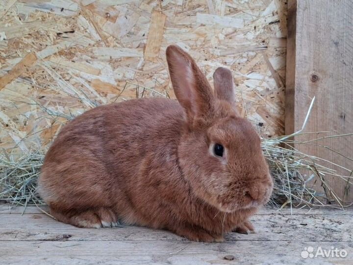 Крольчиха нзк