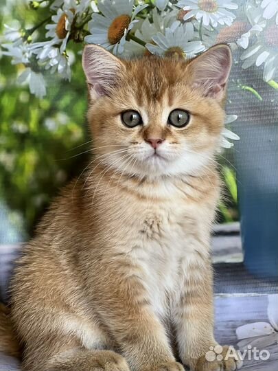 Кошки шотландцы