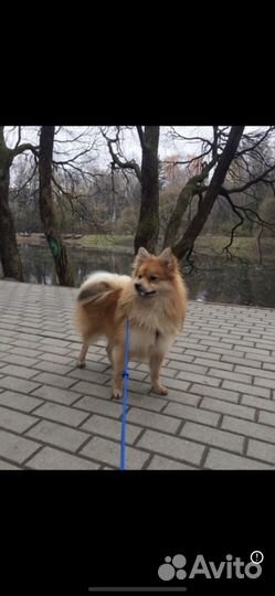 Средний немецкий шпиц