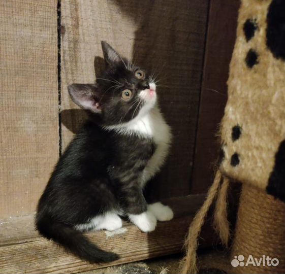 Котята бесплатно