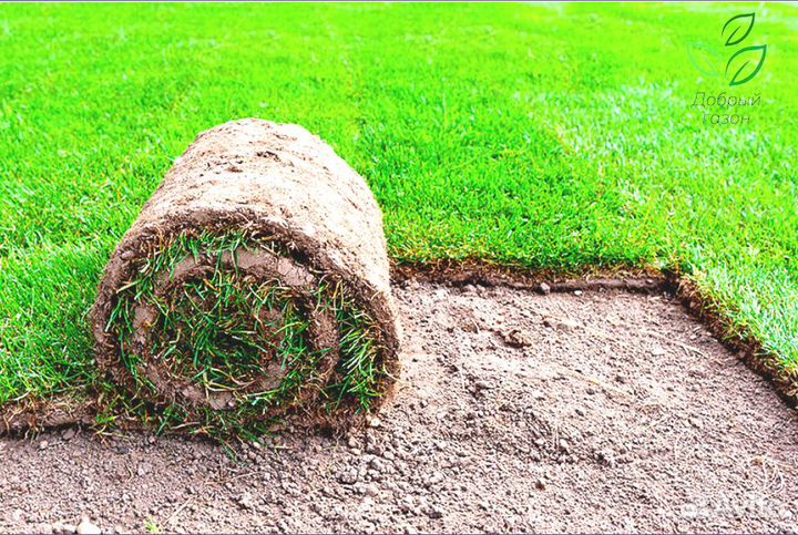 Рулонный газон