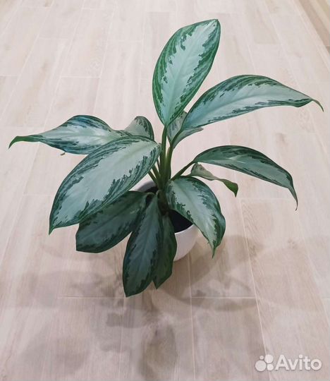 Аглаонема Сильвер бей