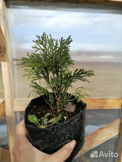 Туя шаровидная