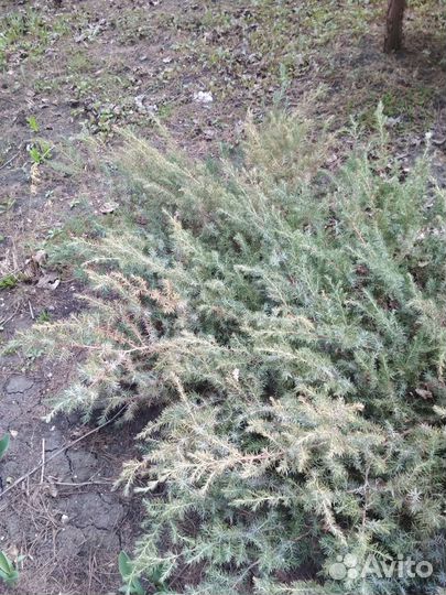 Можжевельник голубой почвопокровный