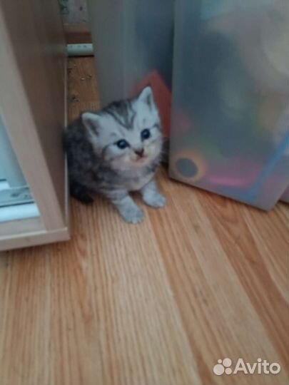 Британская