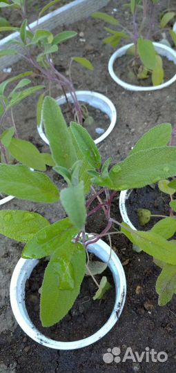 Усы клубники/малина/мята/тимьян/монарда и др