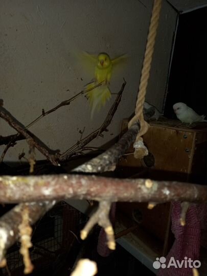 Птенцы волнистый попугай