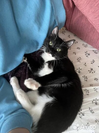 Мурзилка (котёнок, кошка, 8 месяцев)