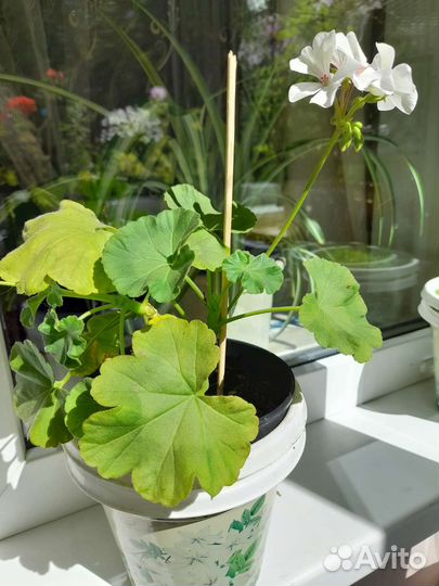 Комнатные цветы