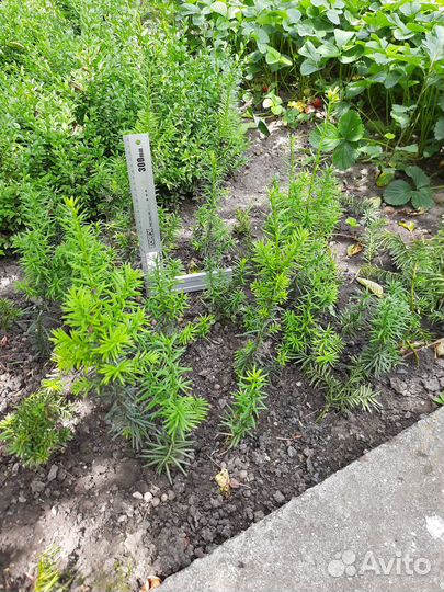 Тис Тис Тис ягодный