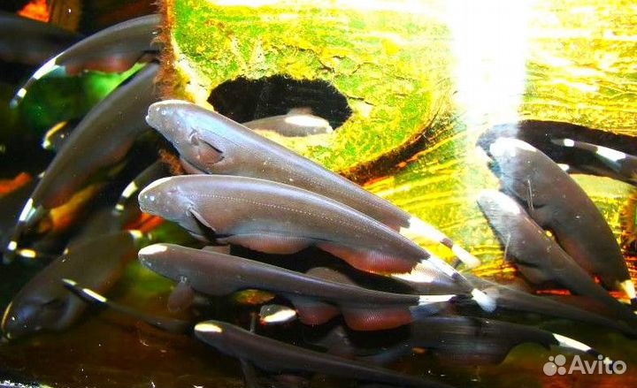 Продаю аквариумную рыбу собственного разведения: