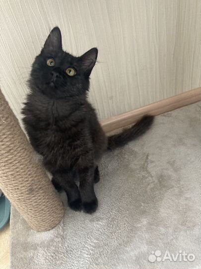 Кошка красивая