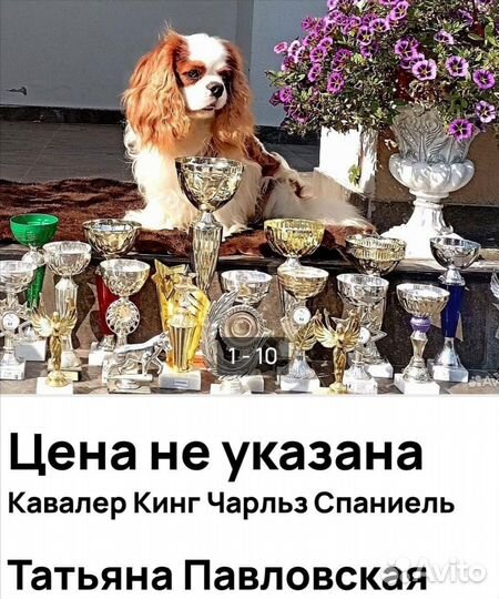 Вязка, щенки кавалер кинг чарльз спаниельСпаниель