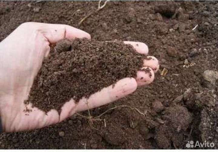 Навоз перегной коровяк