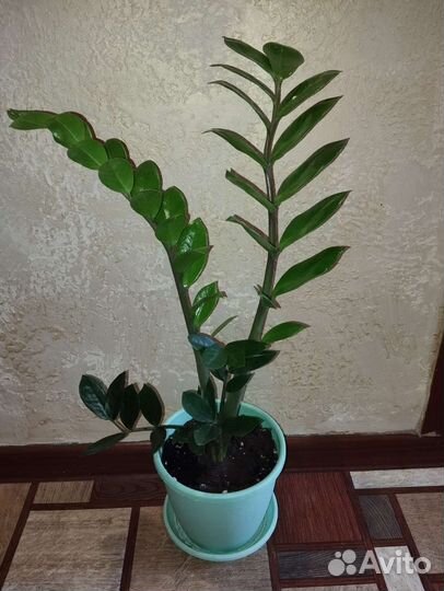 Замиокулькас